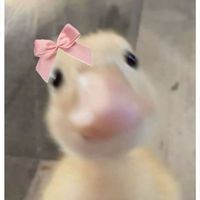 chlozzaonamission