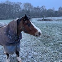 livthehorsegal