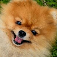 sam.the.pom