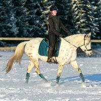 appy_equine