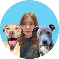 sky_staffy_lurcher