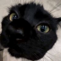 pardis_8