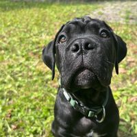 cali_cane_corso