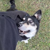 doggorap3p