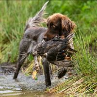 avis_chasse