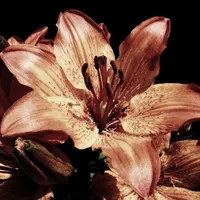 original sound - luvergirl009