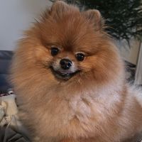 mr.johnnyspitz