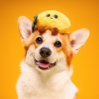lemonlecorgi