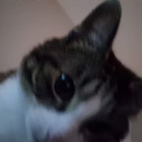 meoww3347