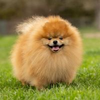 doggylandcz