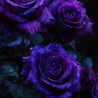 emily.rose6556