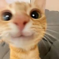 kevouhhtv