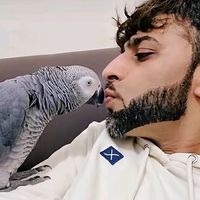 safir_parrot