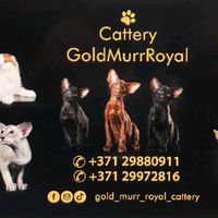 gold_murr_royal_cattery