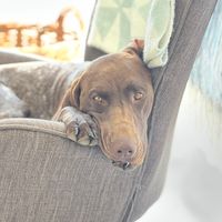 toscane_the_dog