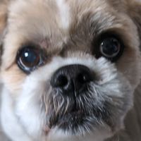 el_scoobert