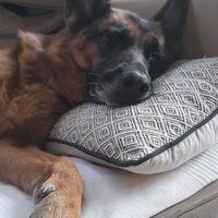 tina.the.dog0