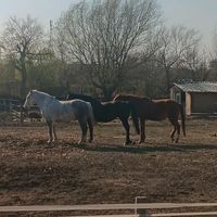 equi_dalma