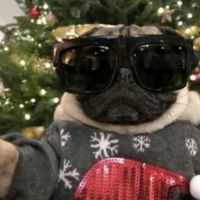 fzzie_the_goat