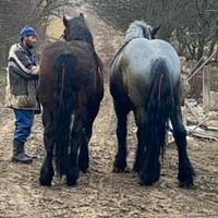 razvanhodor751