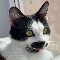 nachosthetuxedoboy