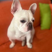 fiona_frenchiebulldog