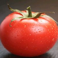 tomatosun11