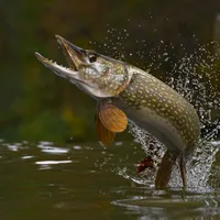 original sound - fishing_mi3o