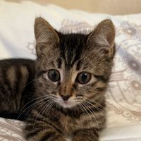 kittens_on