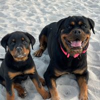 rottiekings