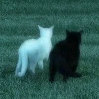 music.cat79