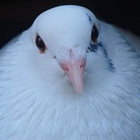 coco._.cocolino