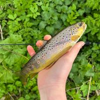 jacobfishes_