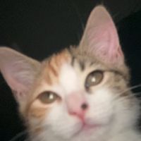 daniel_iom14