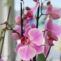 chloekhmer_viet