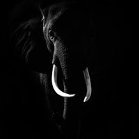 оригинальный звук - elephant_1_