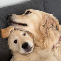 kiwietalia_lesgoldens