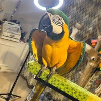 wildandfree_birdman