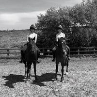 pxige_equine