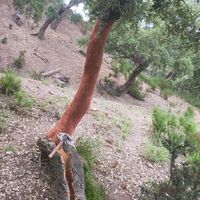 suono originale