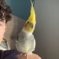 petsandplants190