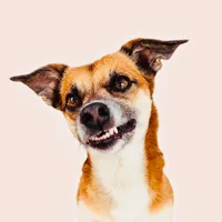 original sound - teamsouldogs