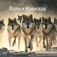 volki_kavkaza_