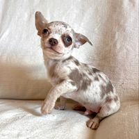 grey.chihuahua