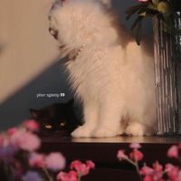 shahd_aljubouri7