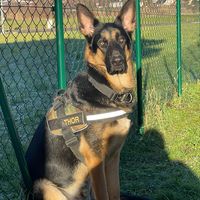 thor_german_shepherd