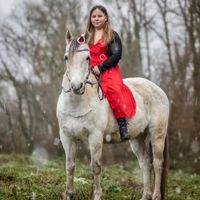 un_cheval_magnifique
