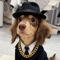 dog666s