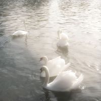 fragileswans