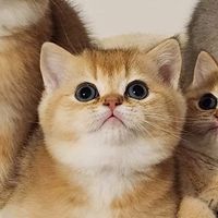 ohh.my.cats